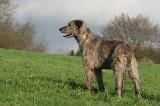 IRISH WOLFHOUND 399
